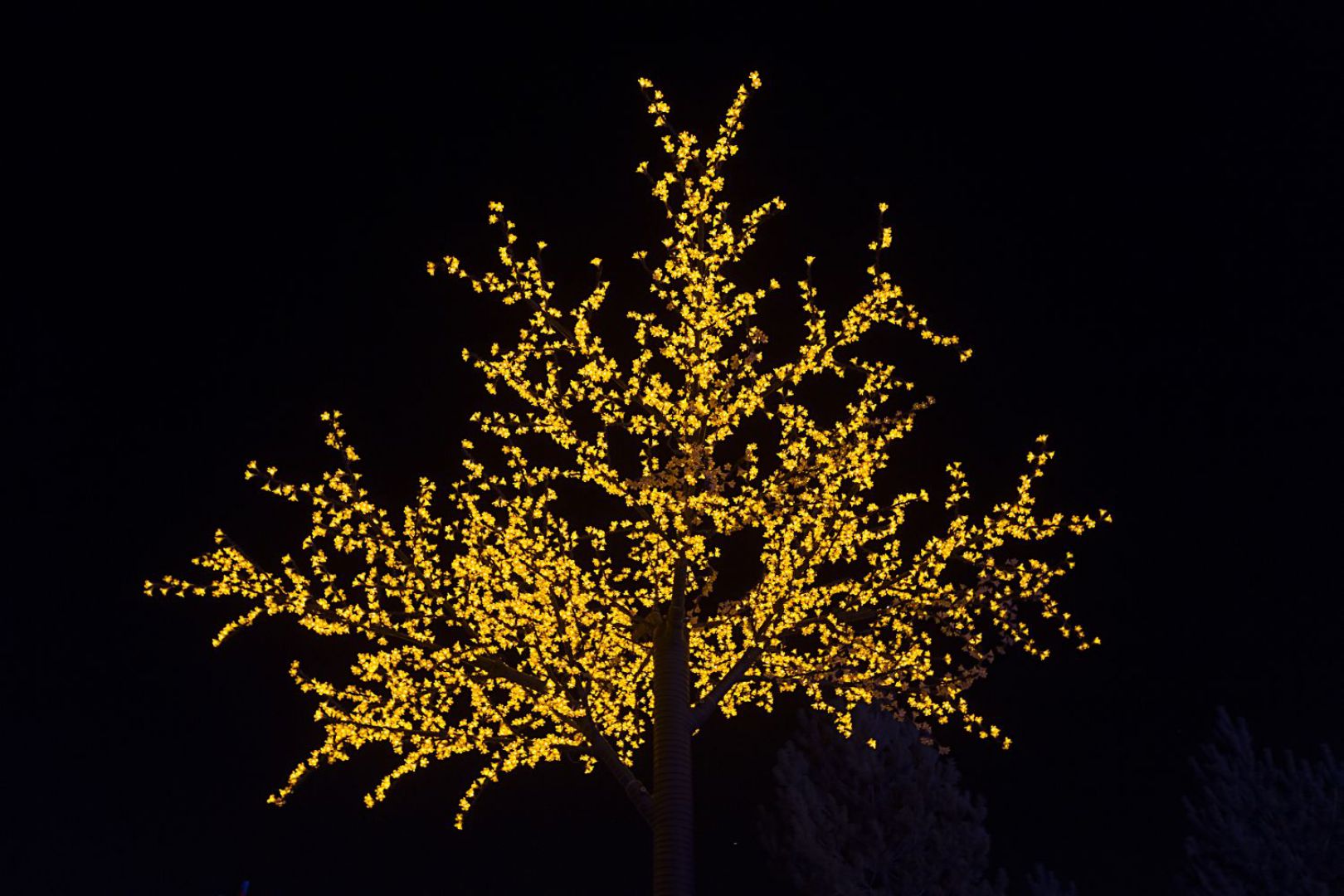 Świąteczne  oświetlenie w ogrodzie. Fot. Activejet