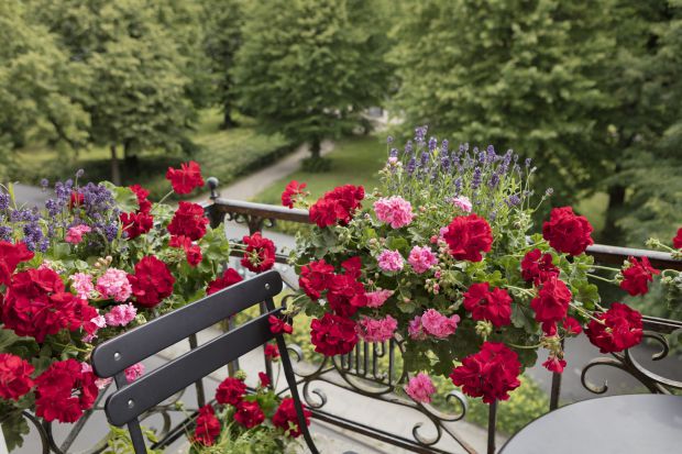 Pelargonie dzięki licznym kolorom, odmianom kwiatów i liści przekształcają miejskie balkony, tarasy i dziedzińce w oazy spokoju i relaksu a ich odporność na ciepło i łatwość w utrzymaniu sprawia, że idealnie wpisują się w miejski krajobraz