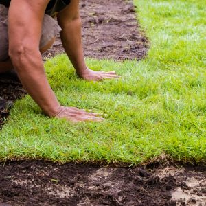 Trawa, wbrew powszechnemu mniemaniu, do prawidłowego wzrostu potrzebuje sporych ilości wody. Dlatego trawnik powinno się nawadniać regularnie. Fot. Shutterstock 