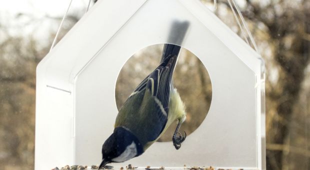 Karmnik od designera - zaproś ptaki do ogrodu