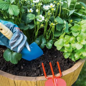 Przygotuj doniczki i sadzonki roślin, a następnie przy pomocy odpowiednich narzędzi zasadź rośliny w doniczkach. Mogą to być kwiaty, truskawki lub zioła. Fot. tesa