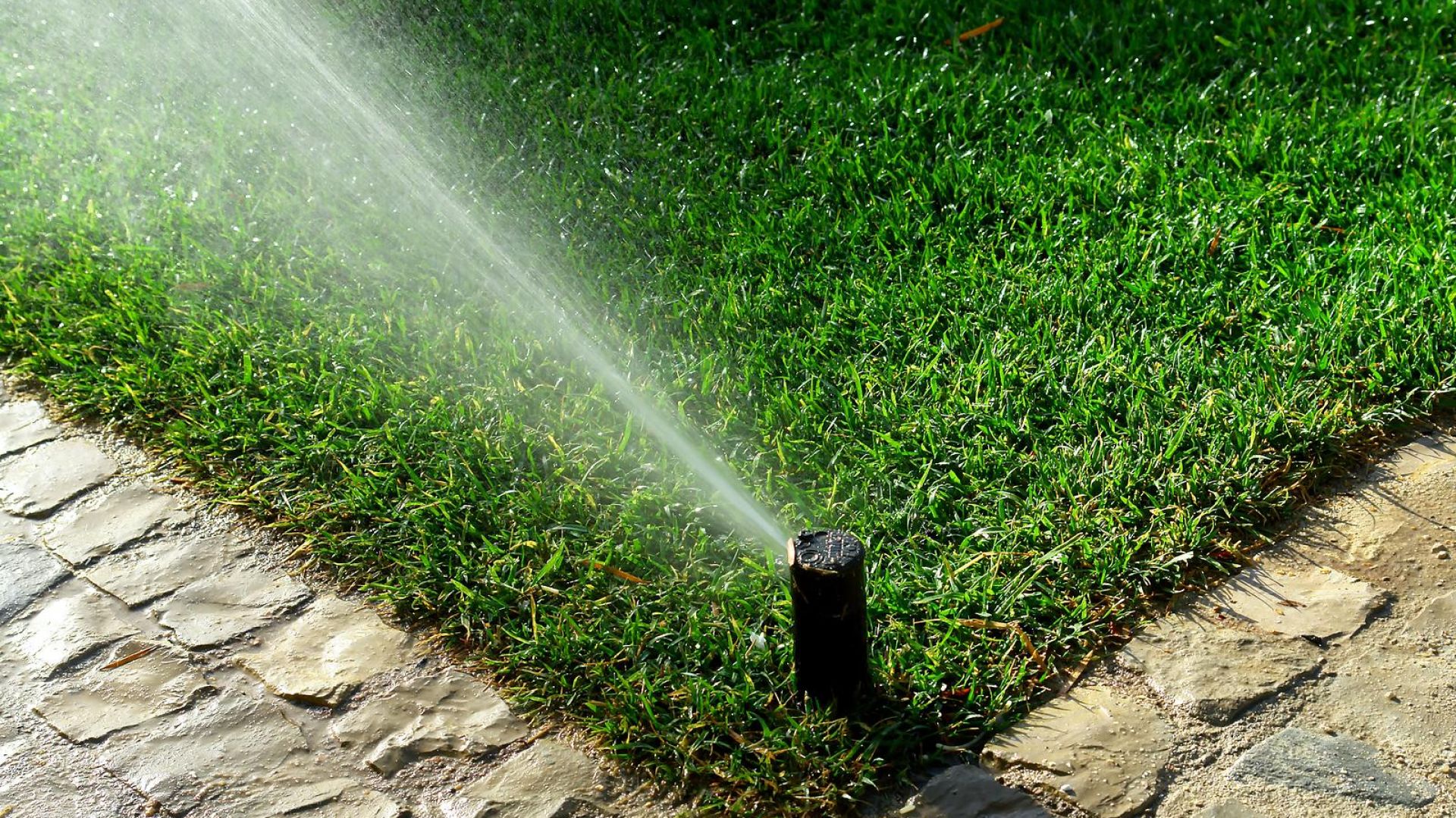 Oszczędzanie wody w ogrodzie. 13 zasad