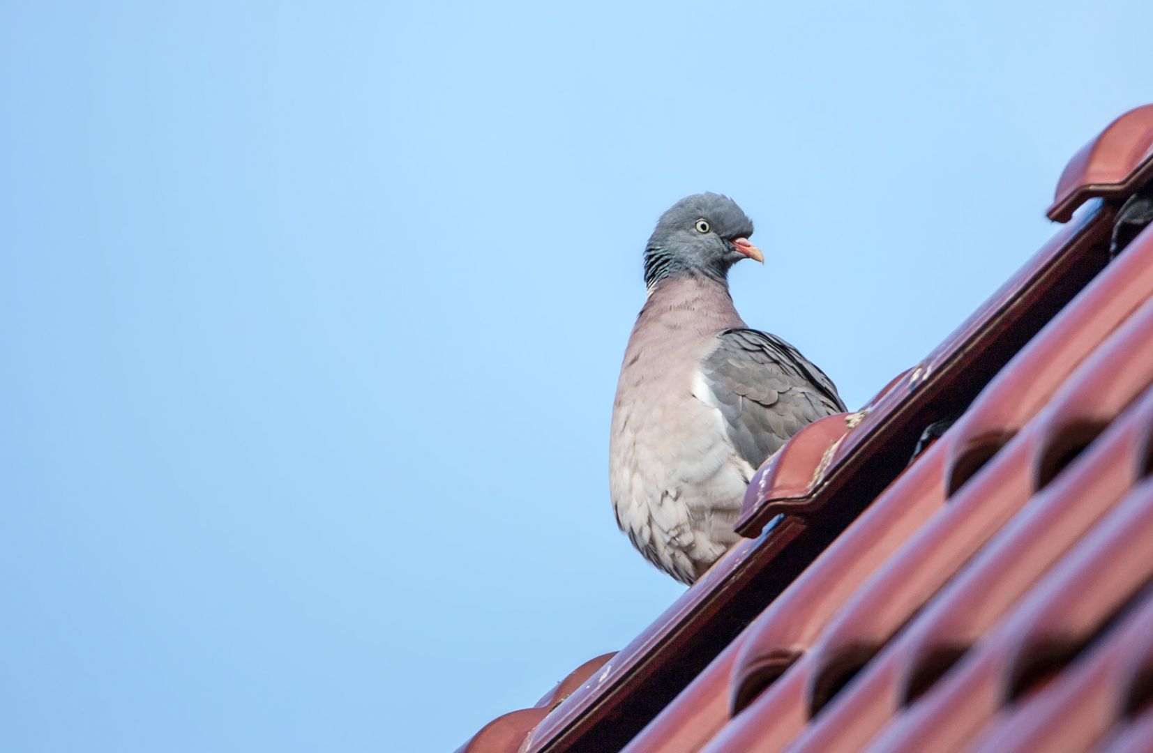 Ptaki niszczą pokrycia dachowe, zanieczyszczają rynny, gzymsy i elewację, co ma duży wpływ na trwałość tych elementów. Ponadto są nosicielami chorób, wielu bakterii, a ich upierzenie może powodować alergie. Fot. AdobeStock
