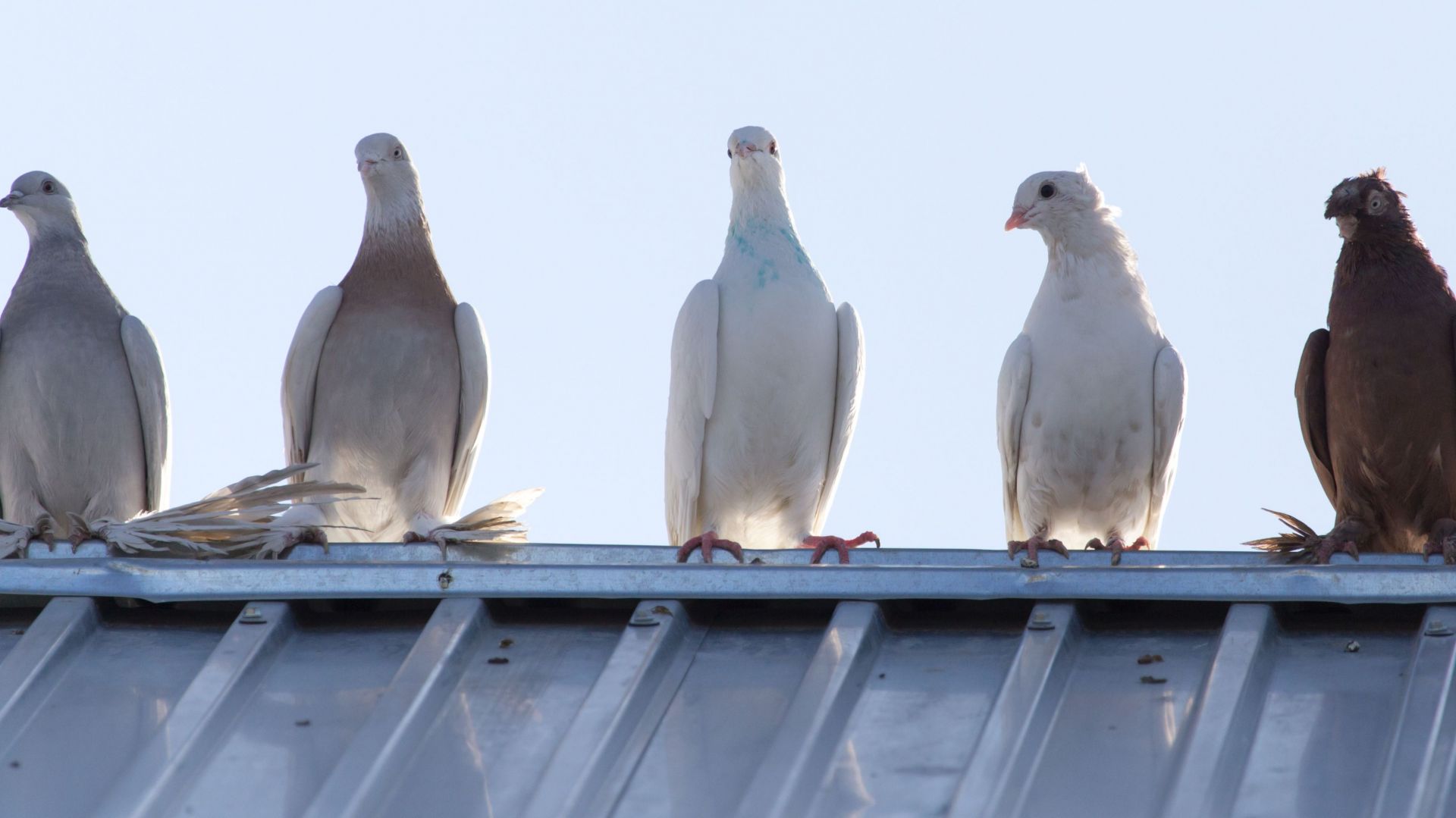 Dowiedz się jak skutecznie zabezpieczyć dach przed ptakami