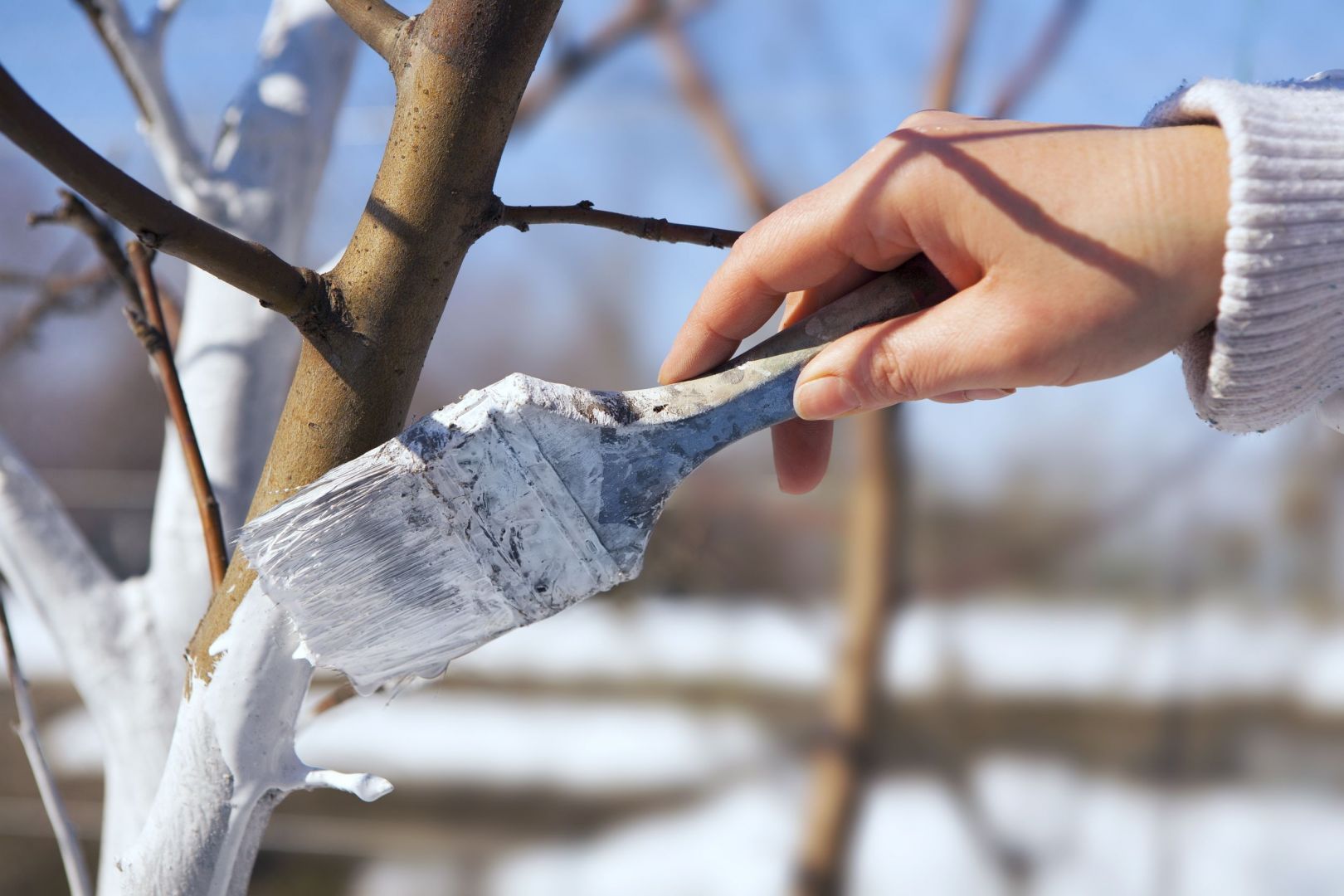 Bielenie drzew owocowych to bardzo ważny element zimowych prac w ogrodzie. Fot. Krysiak