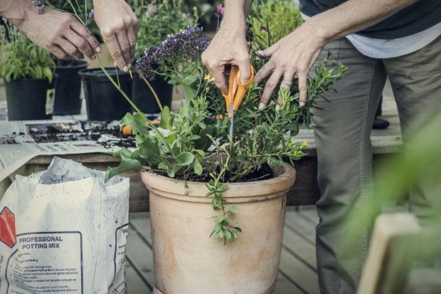 Najpopularniejszymi kwiatami na balkon są pelargonie – łatwe w uprawie, odporne na susze i podmuchy wiatru. Pięknie prezentują się również rośliny o zwisających pędach, jak surfinie, lobelie, petunie, czy fuksje. Wymagają one systematycznego 
