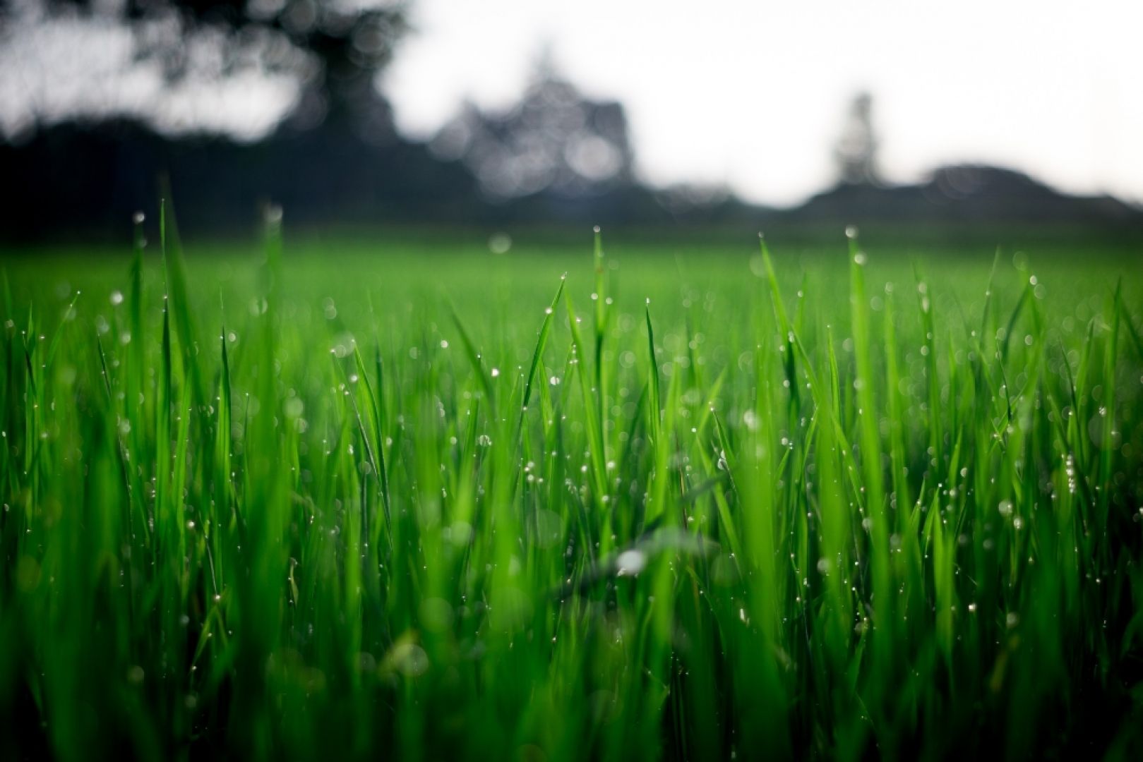 Zielony, puszysty i gęsty niczym dywan trawnik, jest celem każdego, kto posiada przydomowy ogródek. Fot. Pexels 
