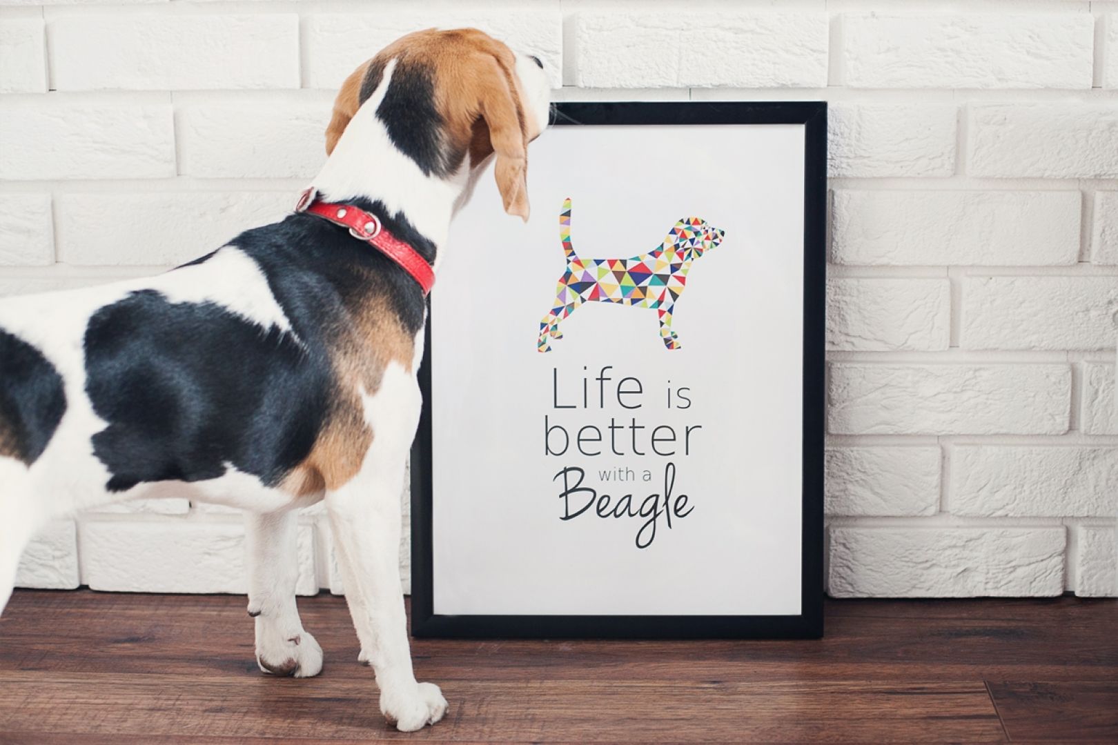 Obrazek marki PupiLu dla miłośników psów rasy Beagle. Fot Paulina Bochenek 