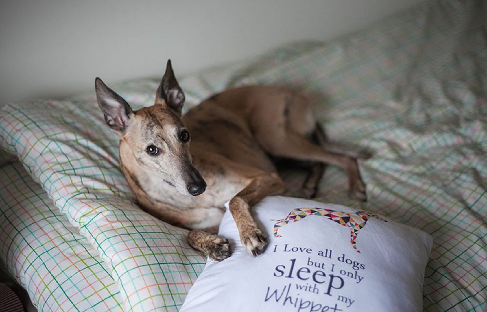 Poduszka marki PupiLu dla miłośników psów rasy Whippet. Fot. Julia Berbecka