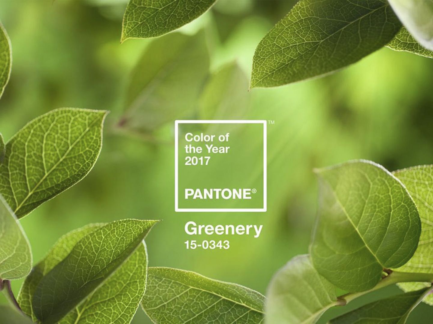 Instytut Pantone okrzyknął kolorem roku 2017 soczystą zieleń Greenery. Fot. Pantone