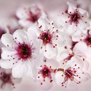Fototapeta Kwiat wiśni