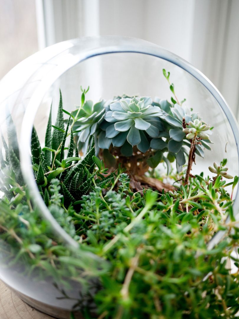 Ozdoba okna - terrarium z roślinami.