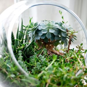 Ozdoba okna - terrarium z roślinami.
