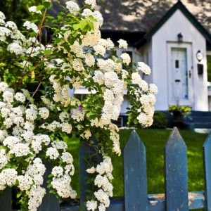 Otoczenie domu: dlaczego warto wykonać projekt ogrodu? Fot. Shutterstock 