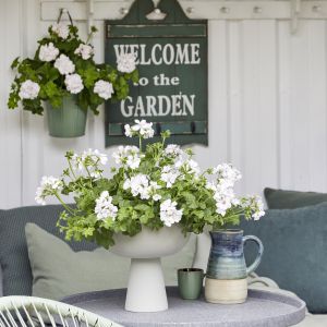 Wiosna w ogrodzie i na balkonie. Jak sadzić pelargonie. Fot. Pelargonium for Europe/ kampania Europe in Bloom