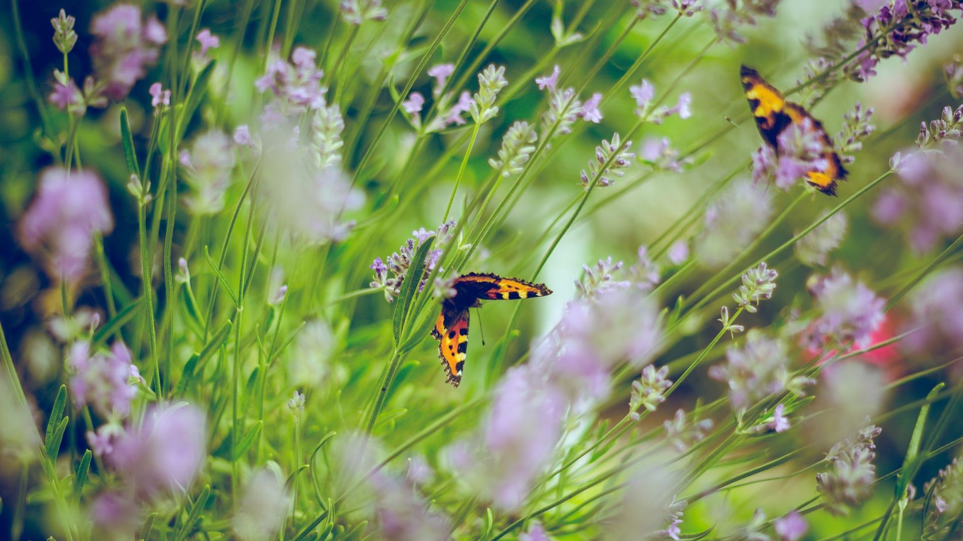 Ekologiczny ogród jest przyjazny owadom. Fot. Unsplash.com