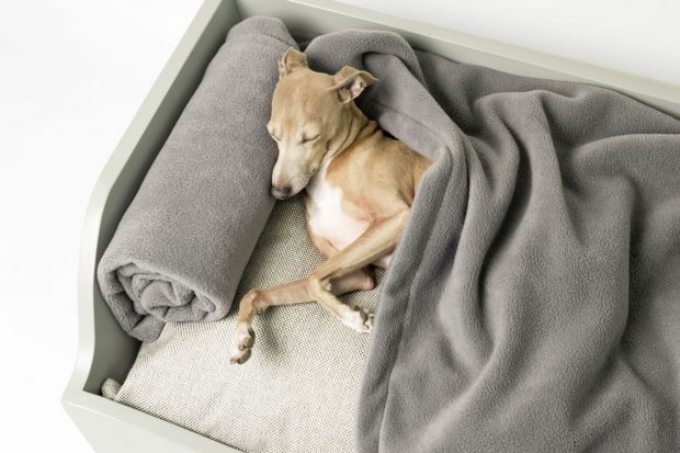 Nic słodszego dziś nie zobaczycie: 10 mebli i gadżetów, które pokocha wasz pies