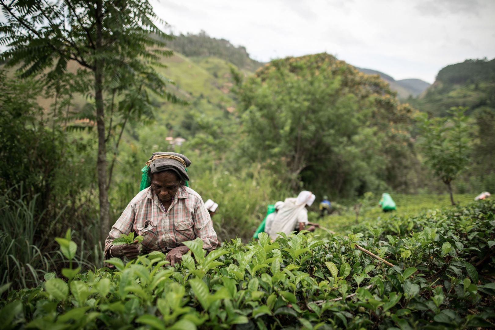 Tradycyjna herbata English Breakfast jest mieszanką dwóch rodzajów herbat: Ceylon, pochodzącej ze Sri Lanki i indyjskiej Assam (np. w English Tea Shop susz składa się z 60% Ceylon i 40% Assam). Fot. English Tea Shop Polska