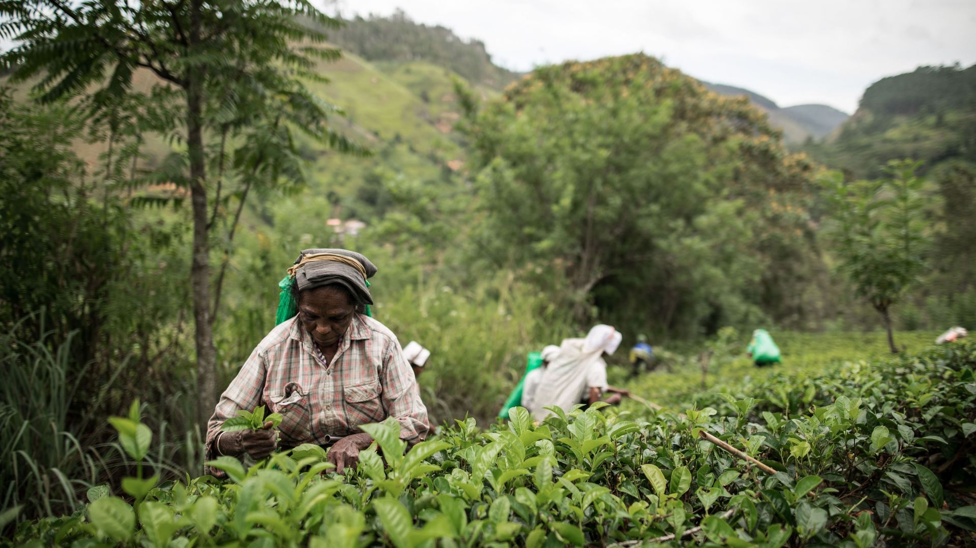 Tradycyjna herbata English Breakfast jest mieszanką dwóch rodzajów herbat: Ceylon, pochodzącej ze Sri Lanki i indyjskiej Assam (np. w English Tea Shop susz składa się z 60% Ceylon i 40% Assam). Fot. English Tea Shop Polska