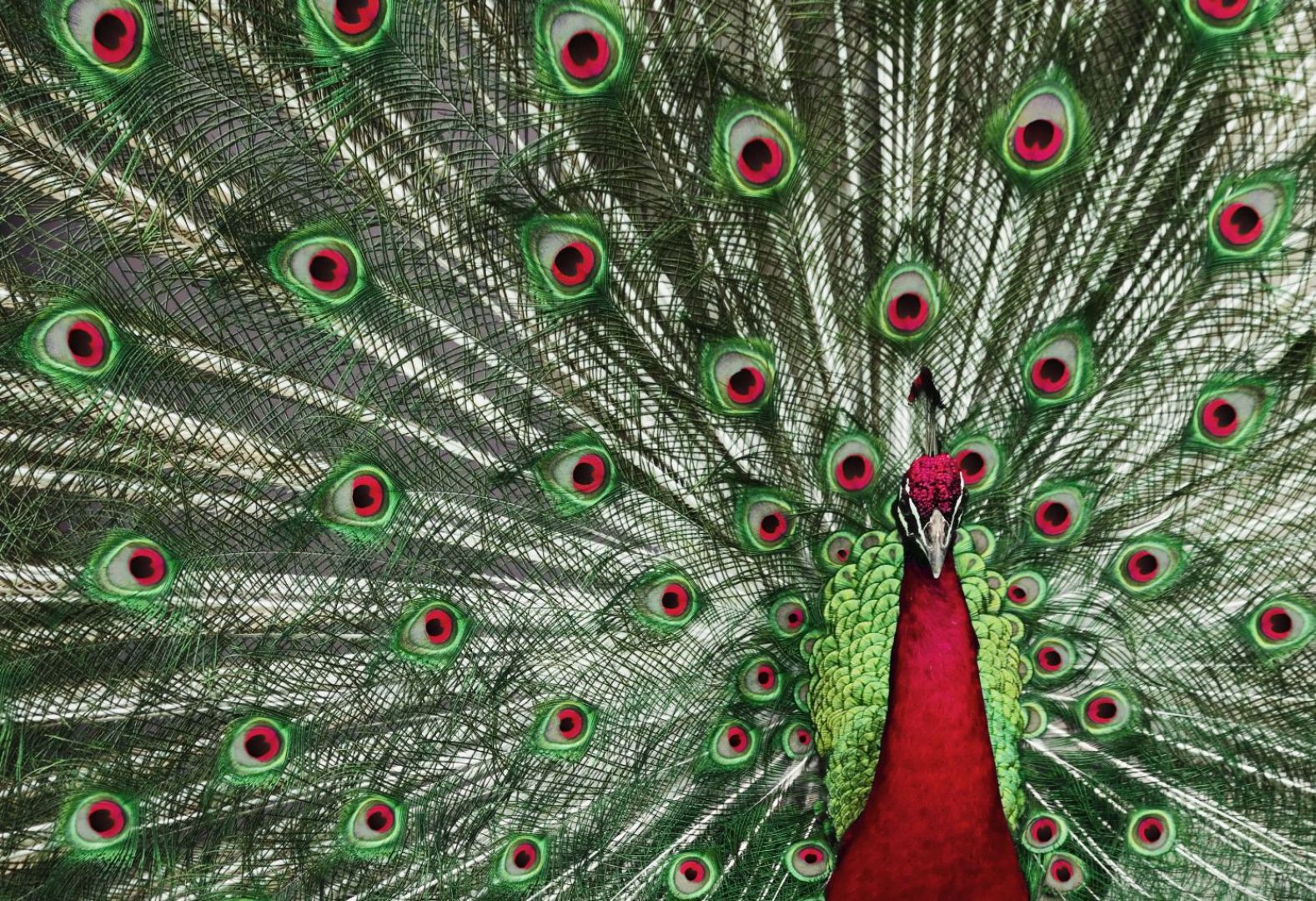 Fototapetę Peacock mozna kupić także w wersji sapomprzylepnej. Fot. Pixers