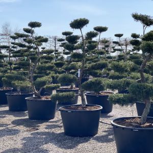 Drzewko bonsai to świetny pomysł do nowoczesnego ogrodu. Fot. M-Krzewy