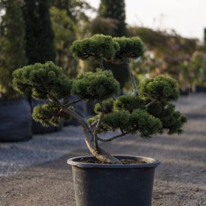 Pinus Watereri - sosna pospolita "Watereri". Fot. M-Krzewy