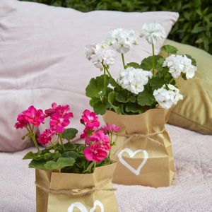 Pelargonie w ozdobionych, papierowych torebkach świetnie sprawdzą się również jako pamiątka lub upominek pożegnalny dla gości.