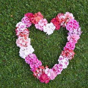 Serce wykonane z różnokolorowych kwiatów pelargonii to piękny symbol miłości!