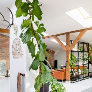 Ważną częścią aranżacji są piękne żywe rośliny. Projekt wnętrza: Szalbierz Design. Zdjęcia: Maja Musznicka Shine Studio 
