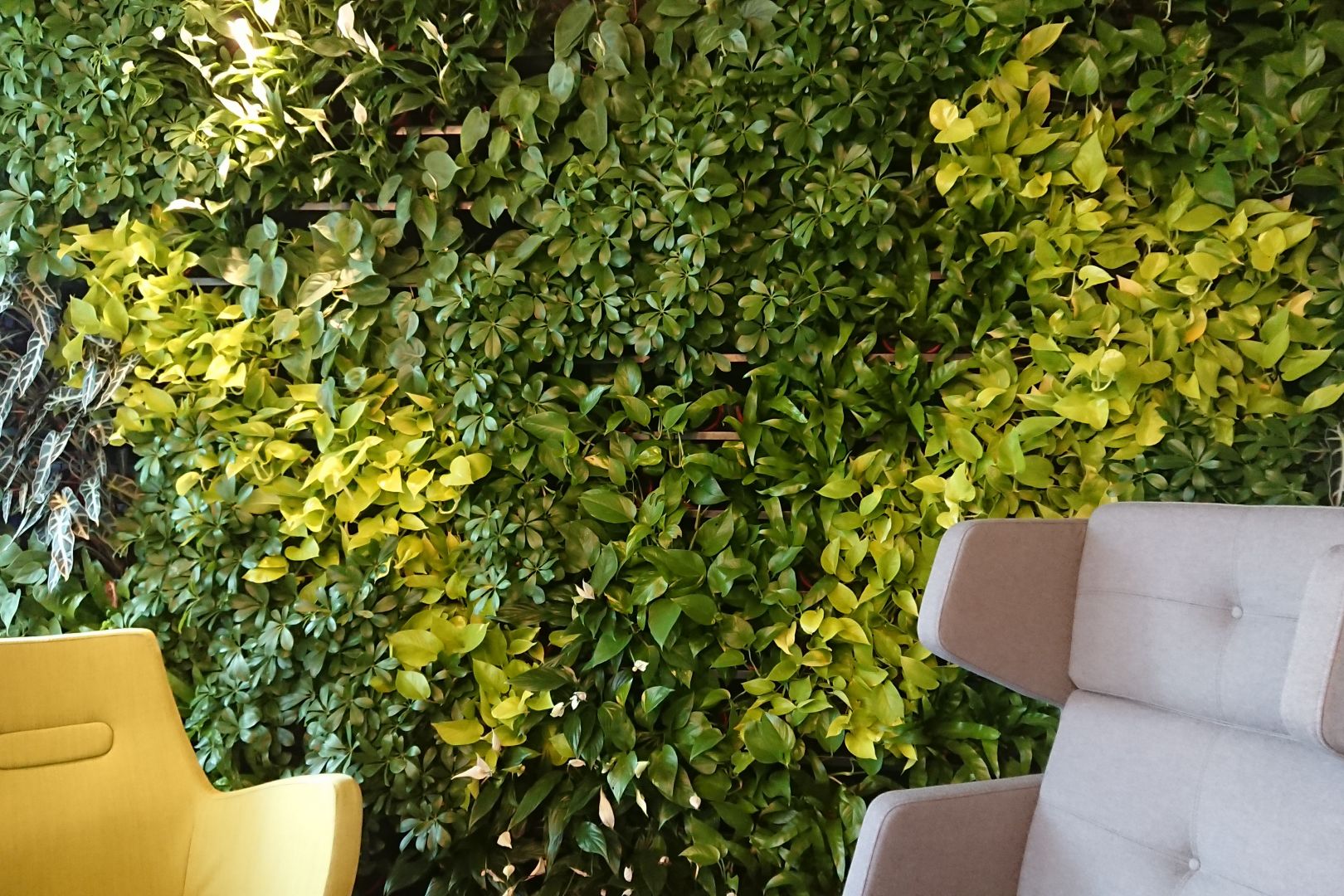 Zielona ściana jest niezwykle efektowną dekoracją we wnętrzu. Fot. Calla