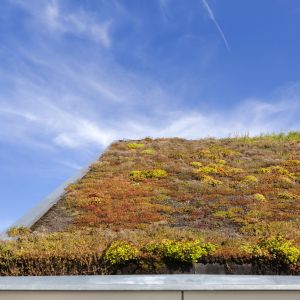 Dachy zielone można zastosować wszędzie, gdzie nie ogranicza nas konstrukcja, a głównie nośność dachu. Fot. iStock
