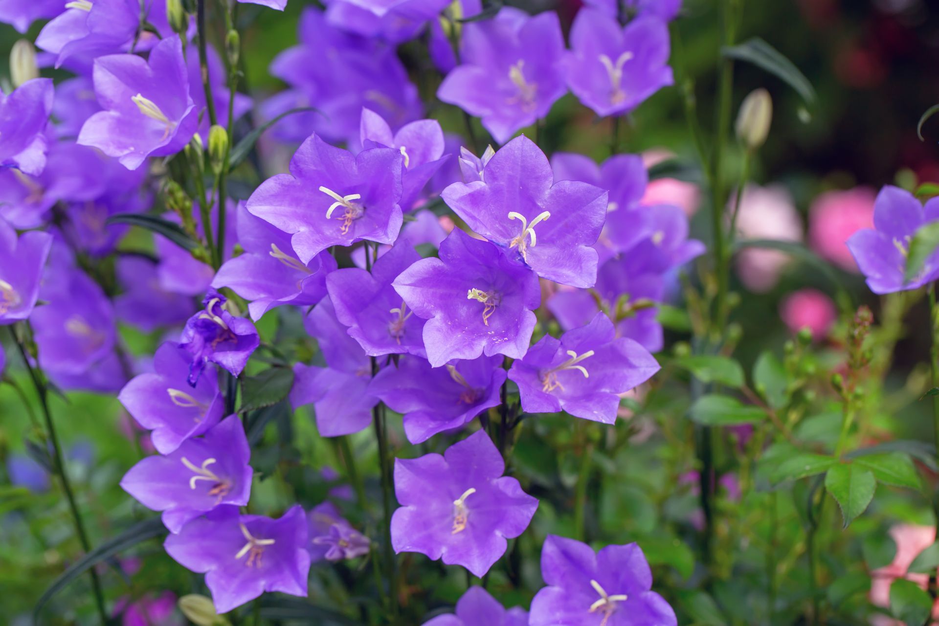 Dzwonek - piękny kwiat jednoroczny na balkon i na rabaty w ogrodzie. Fot. Shutterstock