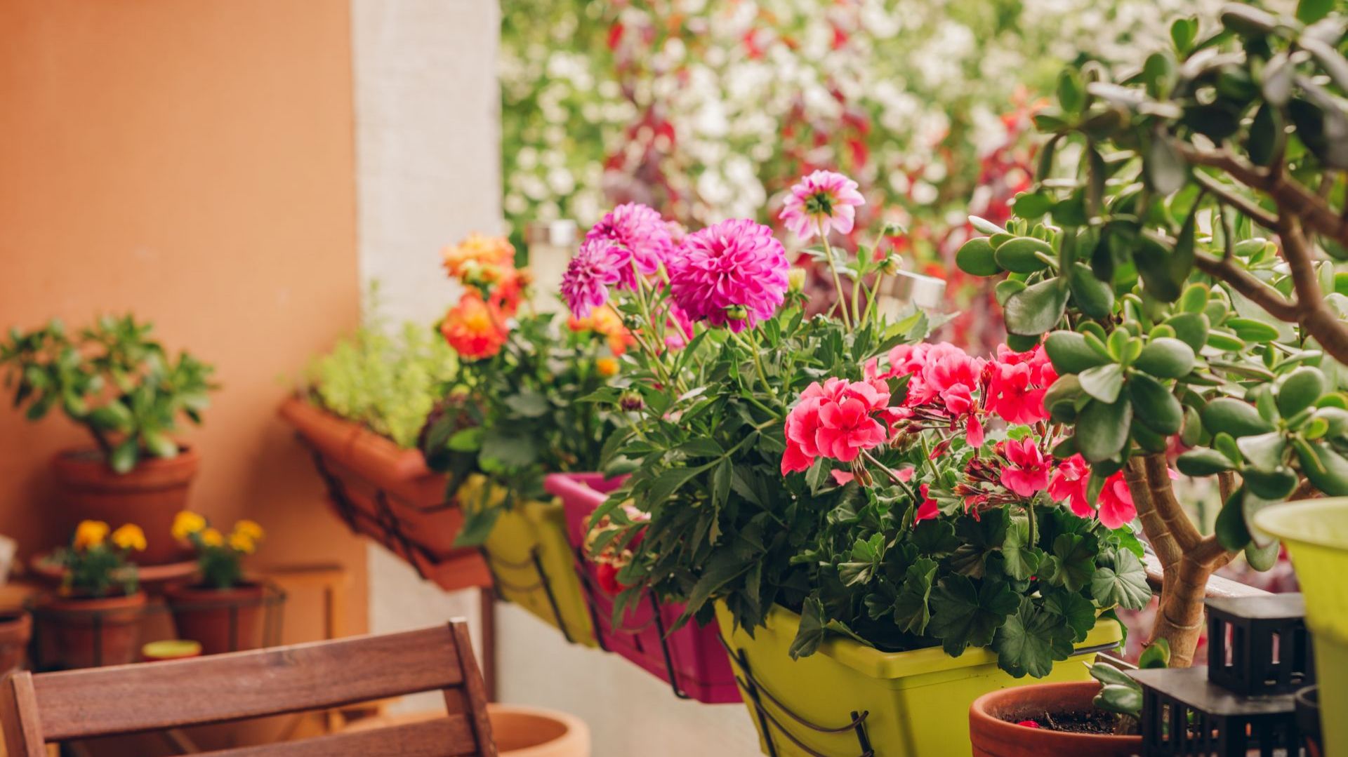 Kwiaty balkonowe: 10 najpopularniejszych roślin jednorocznych. Będą kwitły całe lato!