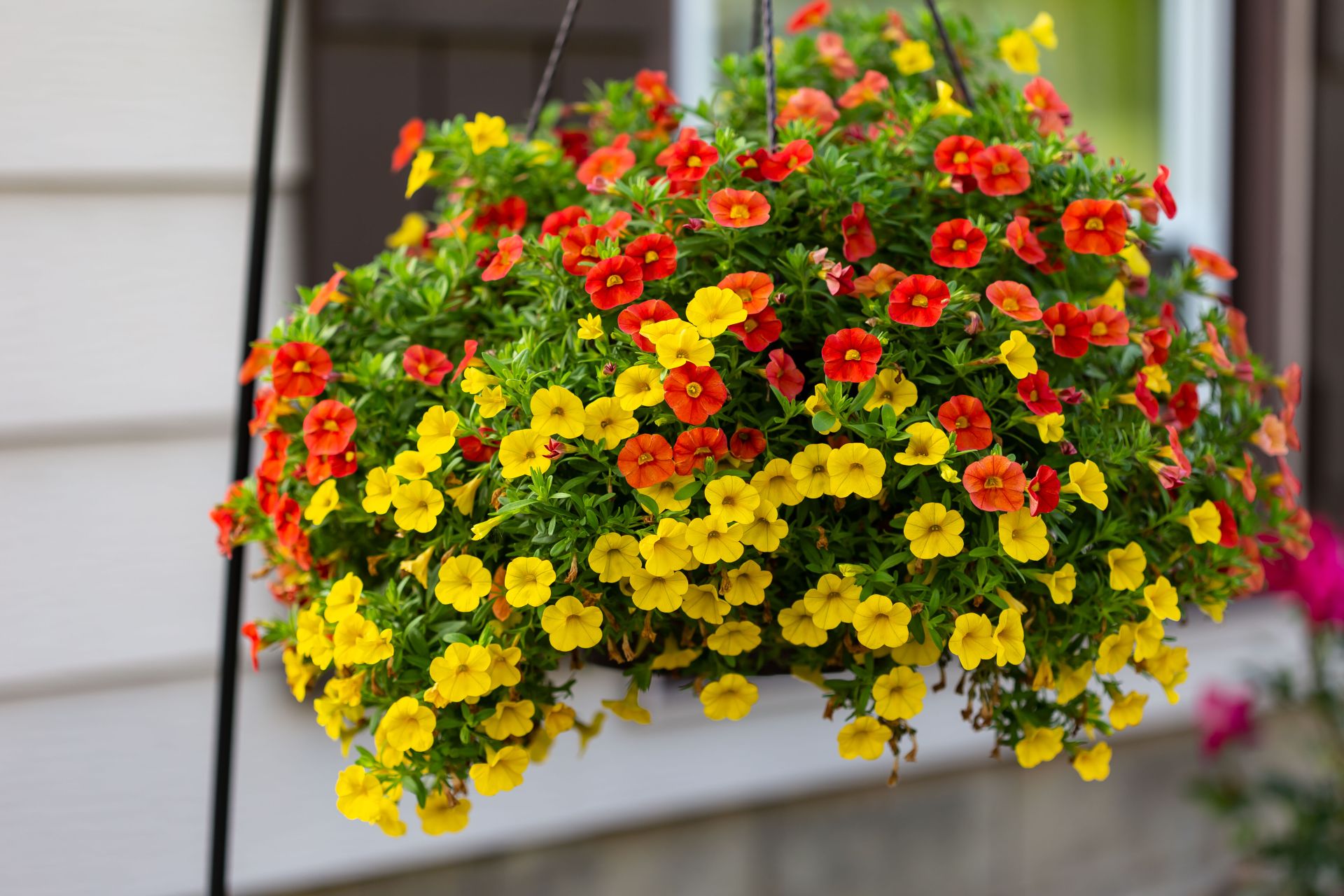 Milion Dzwonków - śliczny kwiat balkonowy. Fot. Shutterstock
