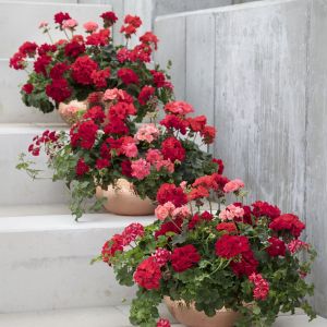 Podaruj ukochanej mamie na Dzień Matki piękna, kolorowe pelagronie. Fot. Pelargonium for Europe, www.pelargoniumforeurope.com