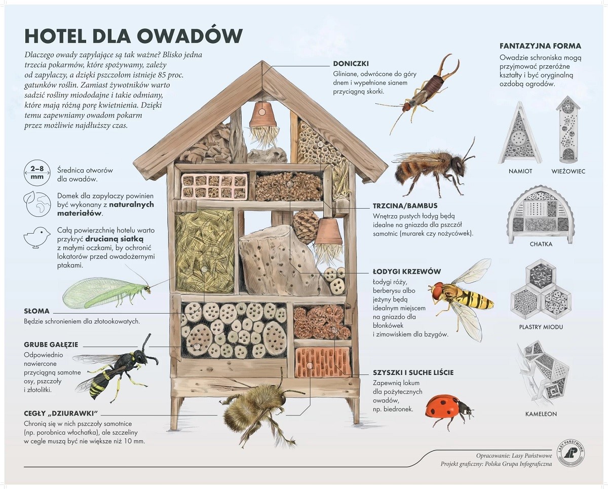Tak zrobisz domek dla owadów. Źródło infografiki: Lasy Państwowe