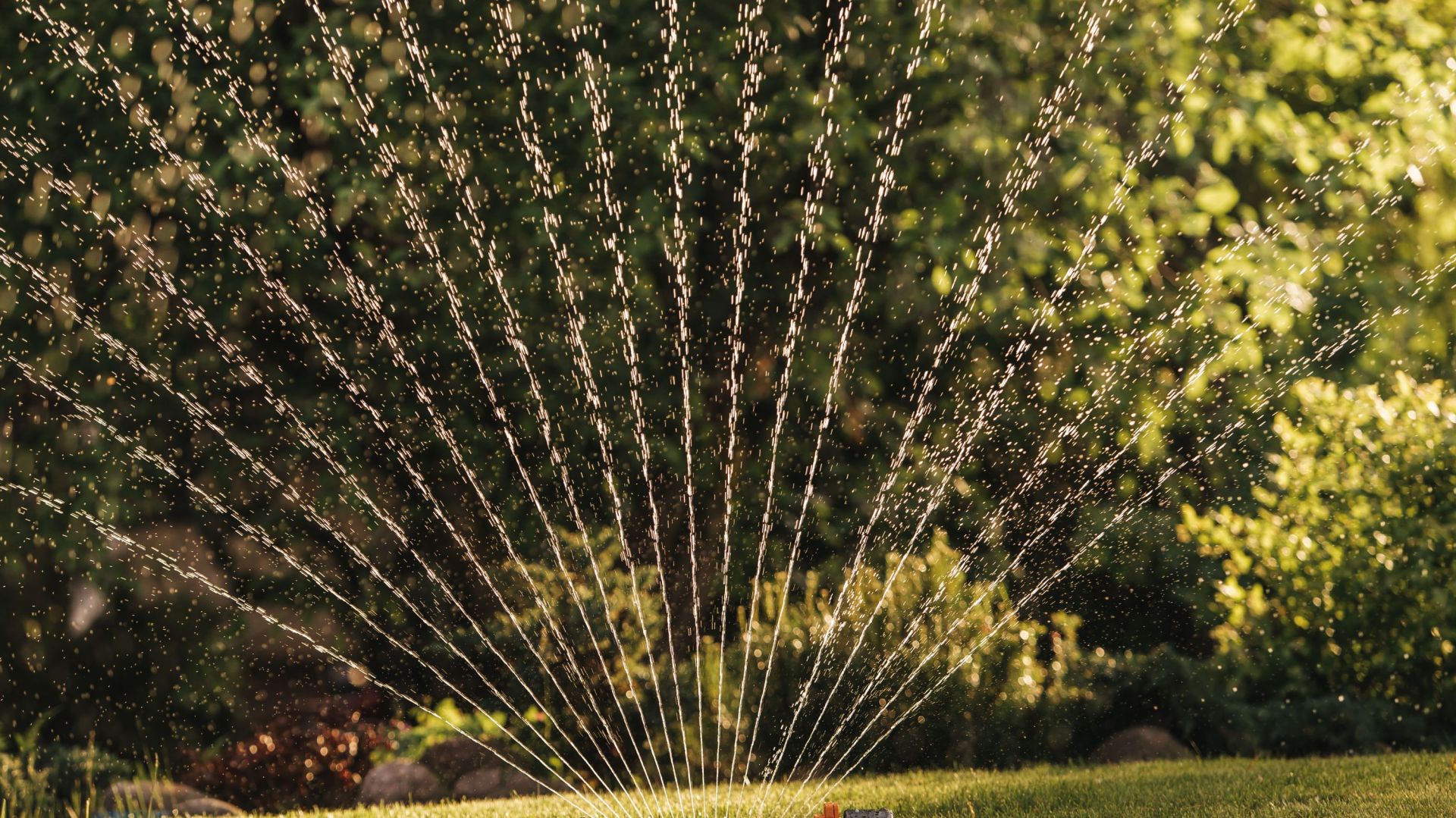 Jak oszczędzać wodę w ogrodzie? Poznaj 12 dobrych sposobów!