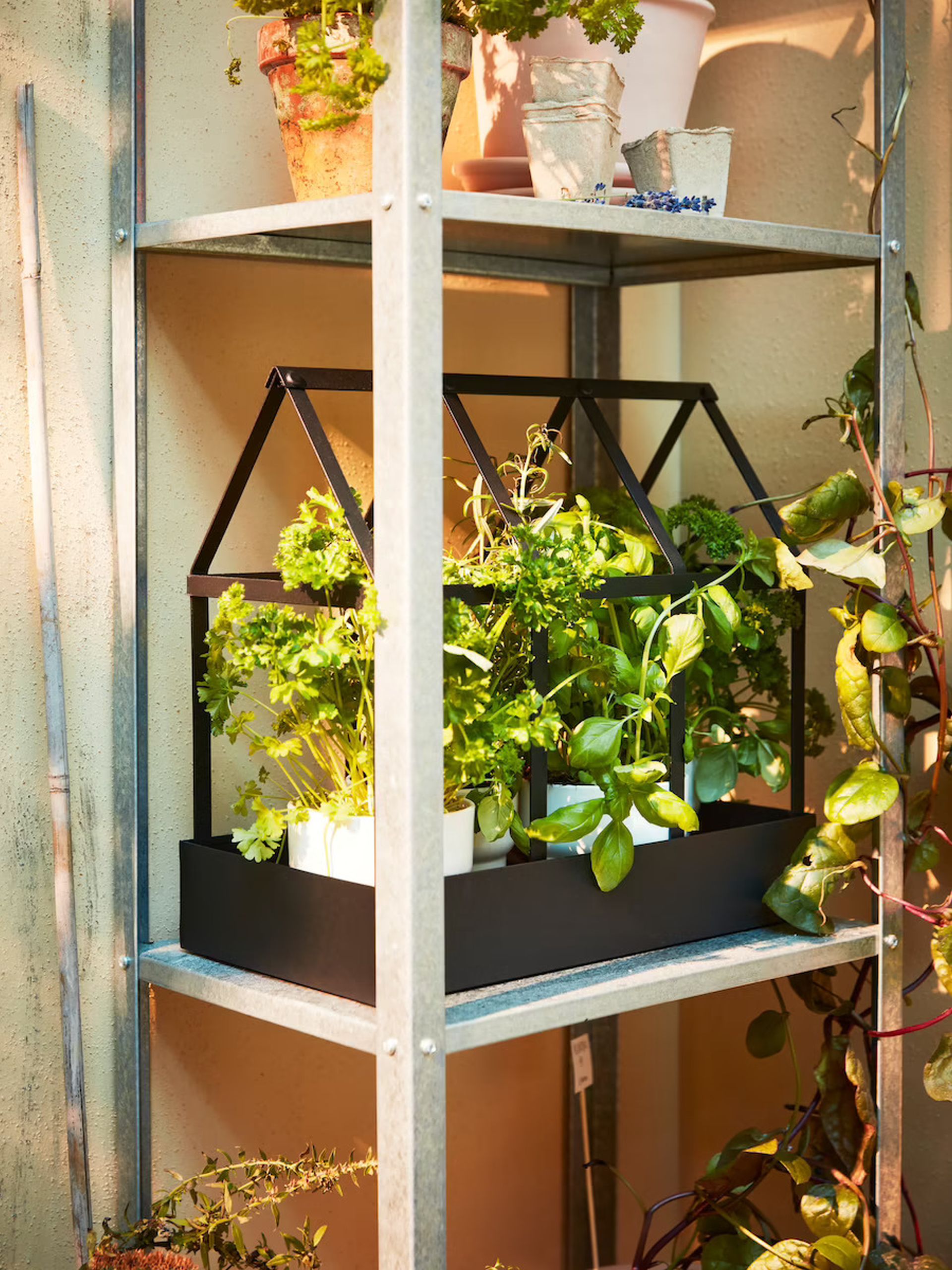 W uprawie ciepłolubnych ziół i warzyw pomoże balkonowa szklarnia. Fot. IKEA