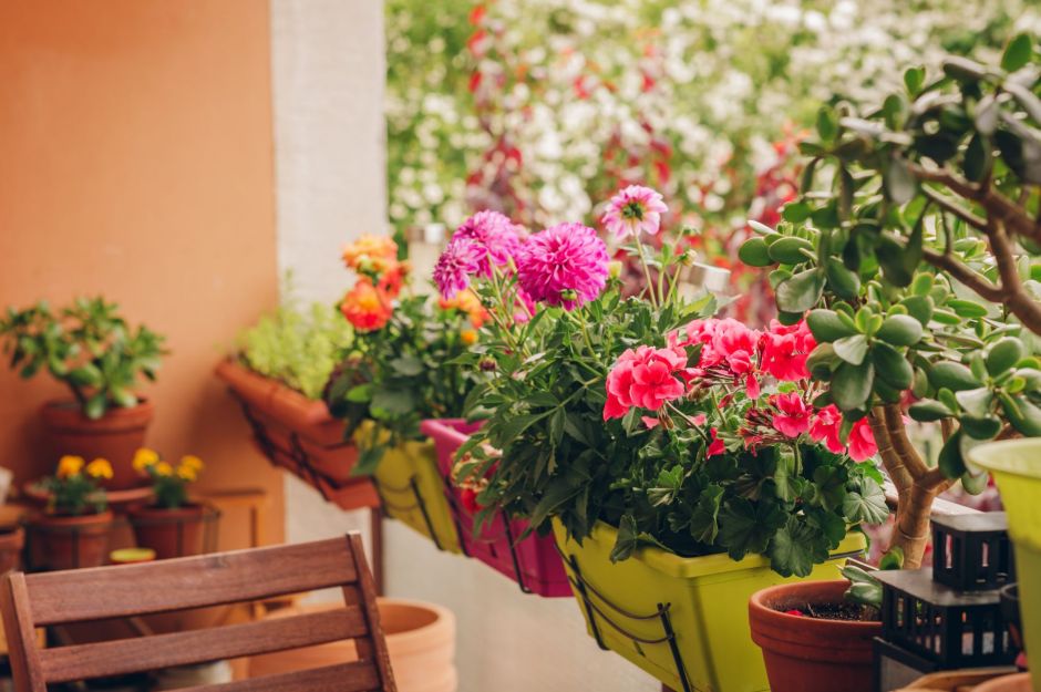 Pelargonie na małym balkonie. Fot. Shutterstock