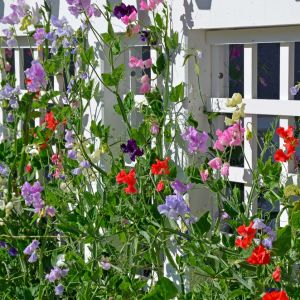 Rośliny na balkon: sweet peas. Fot. Shutterstock