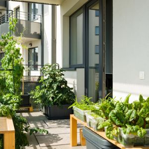 Rośliny na balkonie umilą nam czas spędzony na balkonie. Fot. Shutterstock