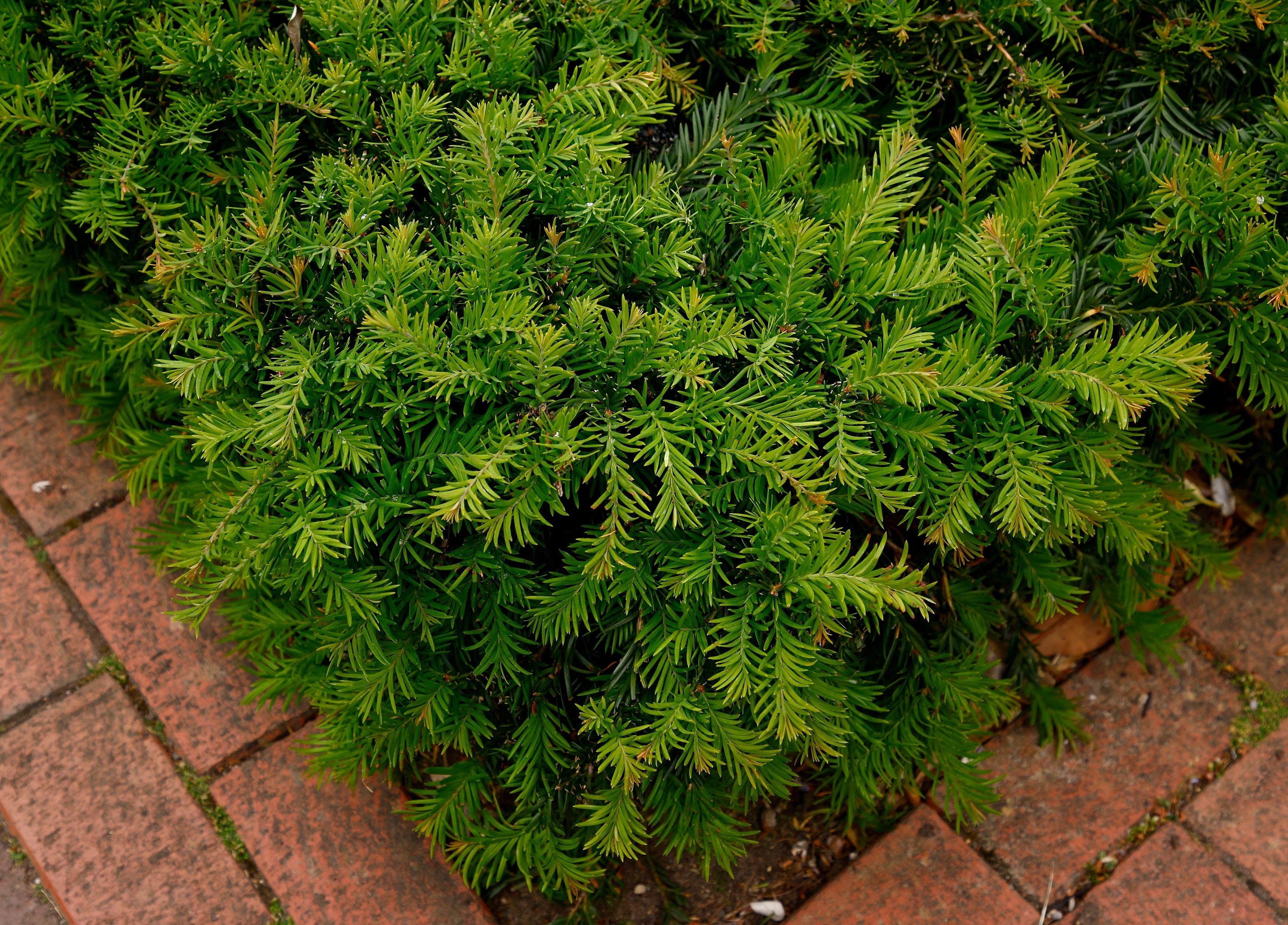 Common Yew. Photo: Shutterstock/Joe Kuis