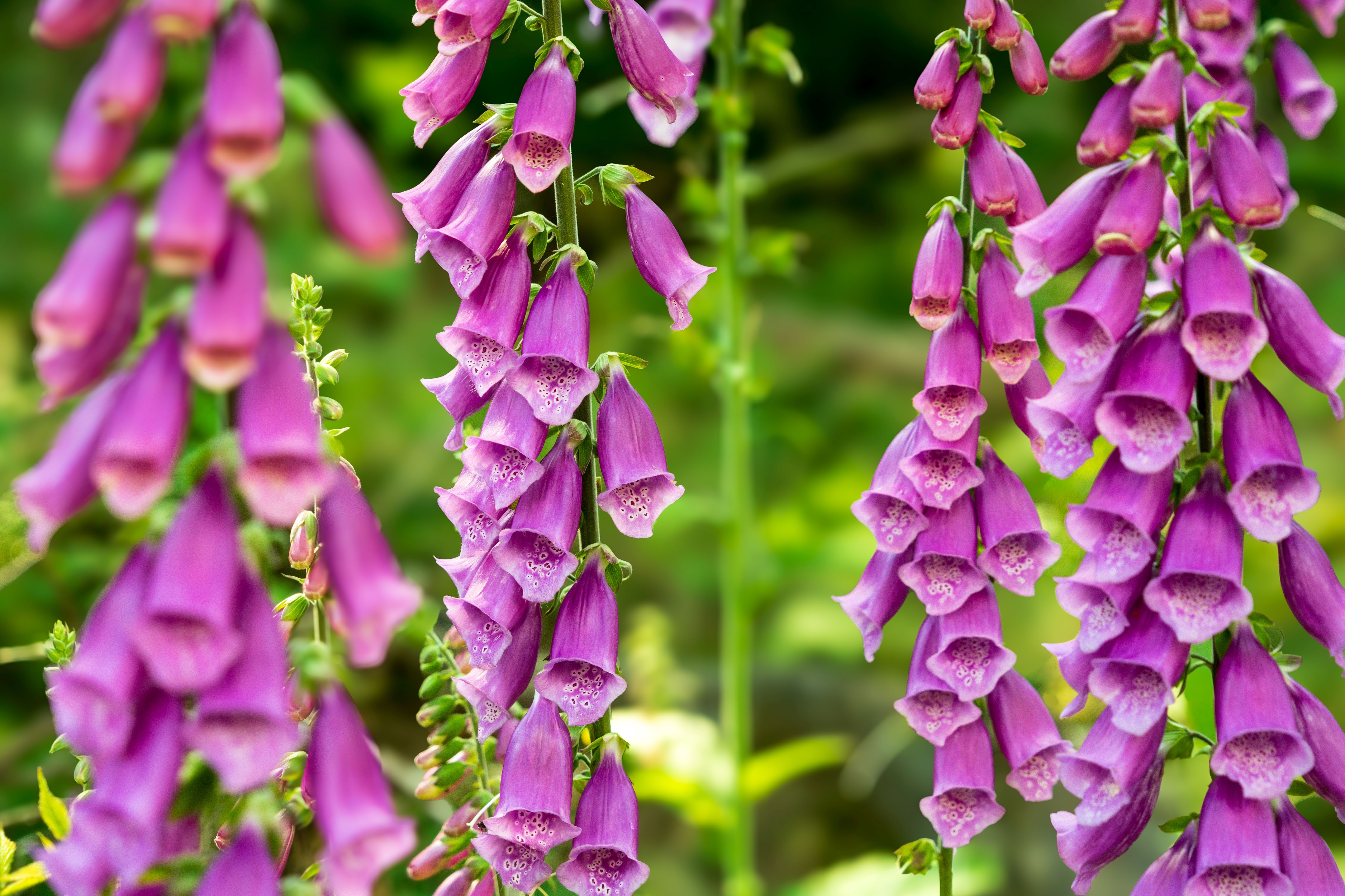 Purple foxglove. Photo Shutterstock/Zack Frank